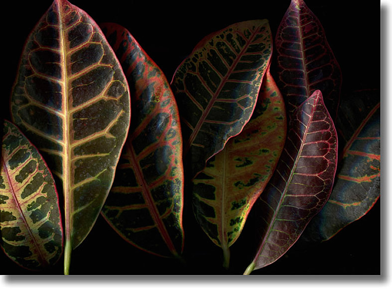 LAURIE TENNENT CROTON LEAVES