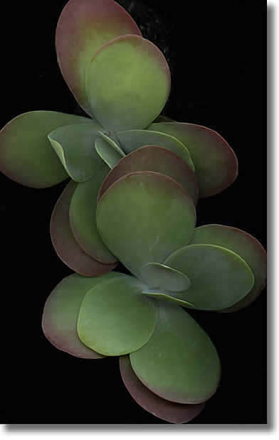 LAURIE TENNENT KALANCHOE