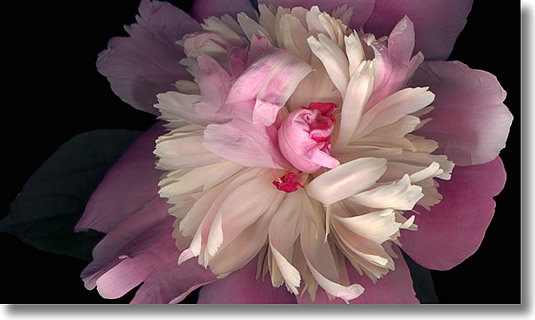 LAURIE TENNENT - PEONY