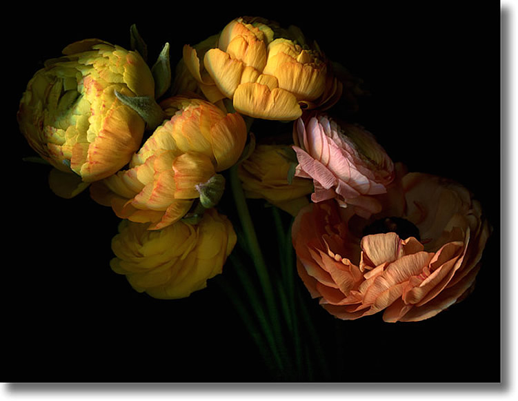 LAURIE TENNENT RANUNCULUS