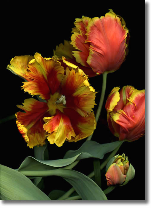 LAURIE TENNENT TULIPS