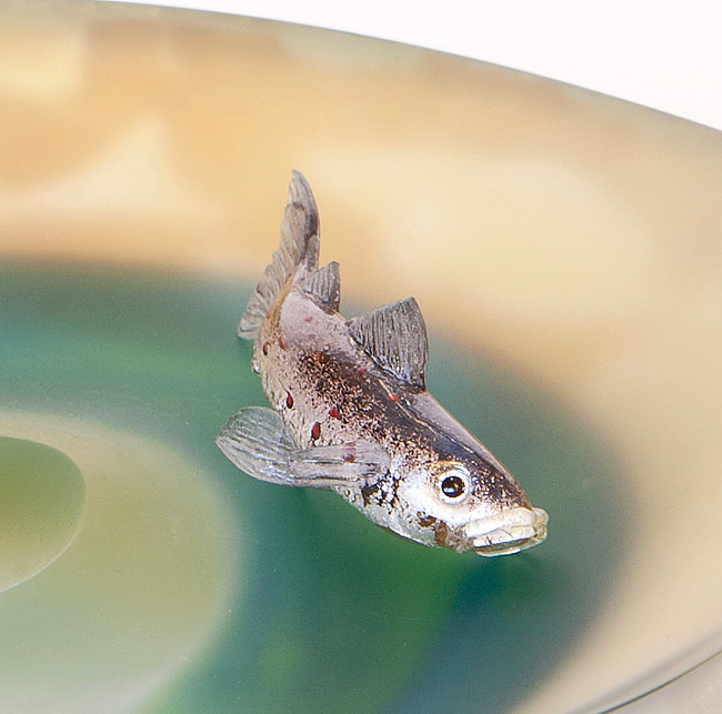 HIROSHI YAMANO SCENE OF JAPAN 066 FISH DETAIL