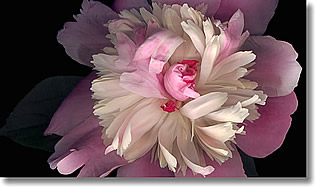 LAURIE TENNENT - PEONY 1/3